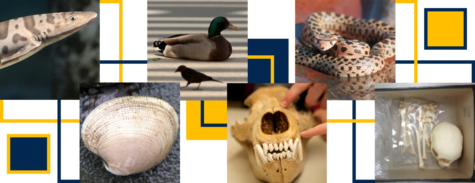Collage of Zooarchaeology Lab Collections with decorative Aggie Blue and Gold squares